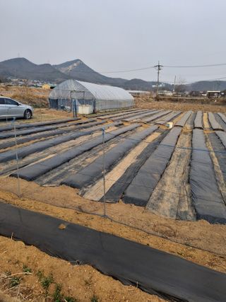 백영호님의 기타작물 · 영농일지 작성글 사진