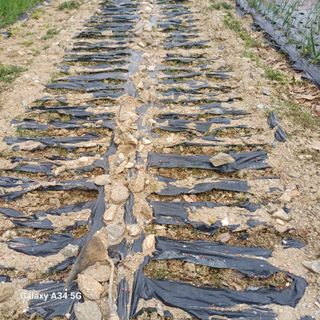 삼성농산님의 기타작물 · 영농일지 작성글 사진