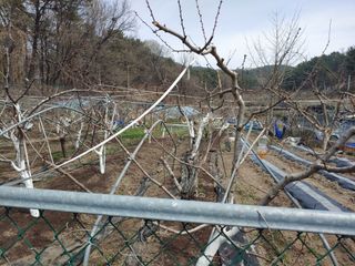 박상현님의 기타작물 · 영농일지 작성글 사진