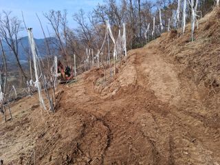 영수농원님의 감 · 영농일지 작성글 사진