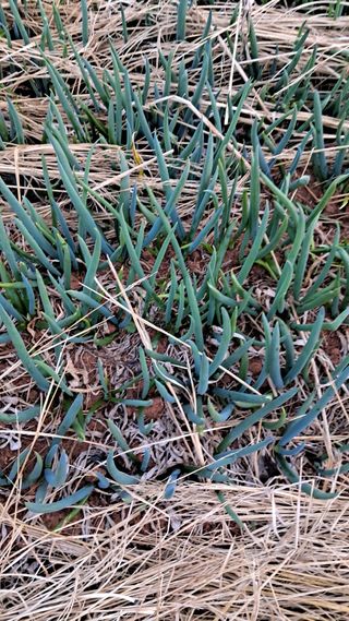 bpjh9173님의 마늘 · 영농일지 작성글 사진