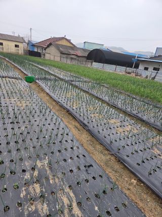 백현호님의 양파 · 영농일지 작성글 사진