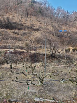 박춘성님의 감 · 영농일지 작성글 사진