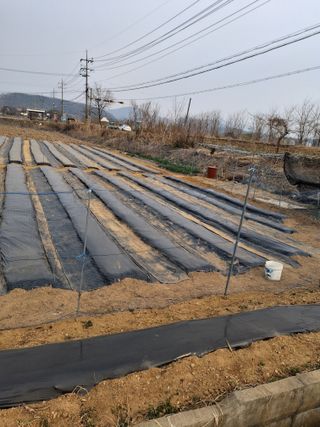 백영호님의 기타작물 · 영농일지 작성글 사진