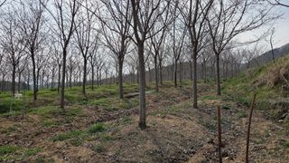 정진우님의 기타작물 · 영농일지 작성글 사진