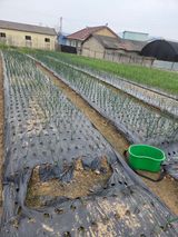 팜모닝 양파·영농일지 게시글 이미지