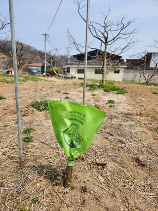 임성욱님의 감 · 영농일지 작성글 사진