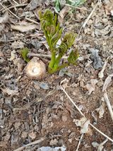 거창두릅농원김성희님의 작성글 사진