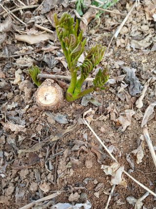 거창두릅농원김성희님의 두릅 · 영농일지 작성글 사진