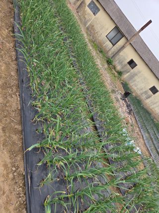 백현호님의 양파 · 영농일지 작성글 사진