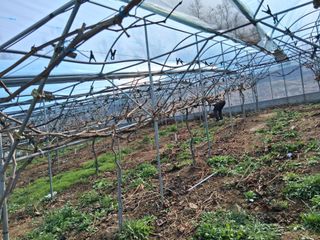 영수농원님의 감 · 영농일지 작성글 사진