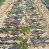 삼성농산님의 작성글 사진