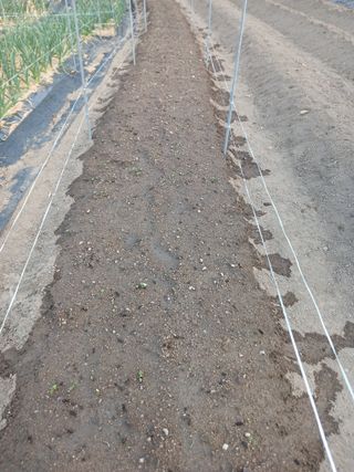 소율이네농장님의 옥수수 · 영농일지 작성글 사진