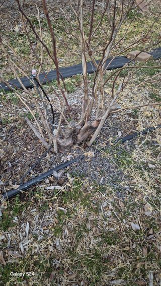 곰티농사꾼님의 블루베리 · 영농일지 작성글 사진