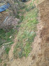 팜모닝 기타작물·영농일지 게시글 이미지