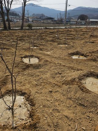 상추22033님의 기타작물 · 영농일지 작성글 사진