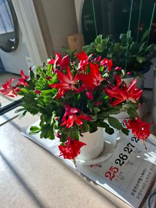 결단이님의 기타작물 · 영농일지 작성글 사진