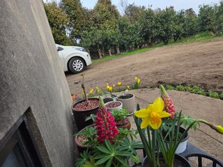 산방자연농원님의 귤 · 영농일지 작성글 사진