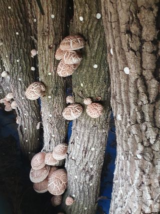 최군환님의 버섯 · 영농일지 작성글 사진