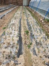 샤이니바다님의 작성글 사진