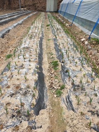 샤이니바다님의 마늘 · 영농일지 작성글 사진