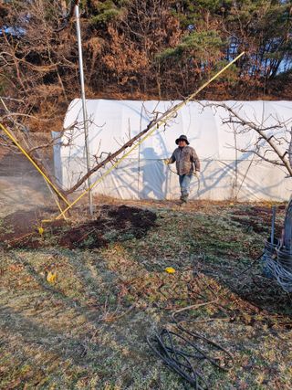 백운농원 님의 복숭아 · 영농일지 작성글 사진