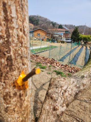 임성욱님의 감 · 영농일지 작성글 사진