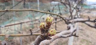 박상중님의 기타작물 · 영농일지 작성글 사진