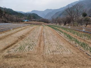 자병산무농약고추님의 마늘 · 영농일지 작성글 사진