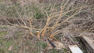 정진우님의 기타작물 · 영농일지 작성글 사진