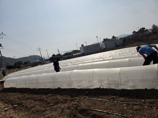 고추농사 정 미라님의 기타작물 · 영농일지 작성글 사진