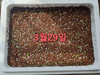 황강순님의 기타작물 · 영농일지 작성글 사진