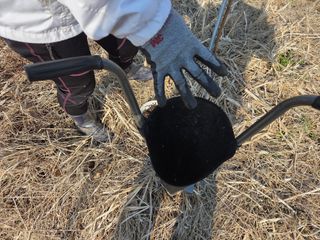 들깨19419님의 옥수수 · 영농일지 작성글 사진