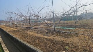 솔로매 소운농장님의 기타작물 · 영농일지 작성글 사진