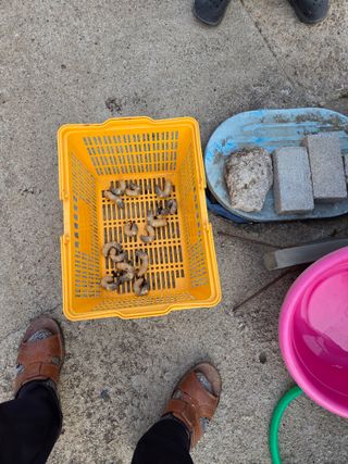 홍순오님의 기타작물 · 영농일지 작성글 사진