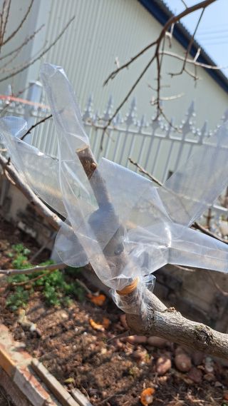 주윤발이님의 감 · 영농일지 작성글 사진