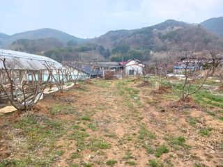 최낙원님의 복숭아 · 영농일지 작성글 사진