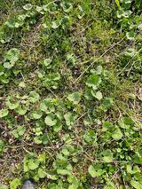 팜모닝 기타작물·영농일지 게시글 이미지