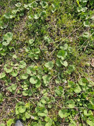 매실향기차향기님의 기타작물 · 영농일지 작성글 사진