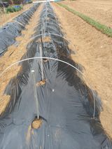 낙엽교목류17614님의 작성글 사진