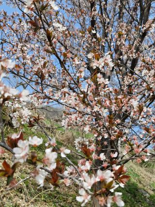 매실향기차향기님의 기타작물 · 영농일지 작성글 사진
