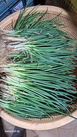 나도농부님의 작성글 사진