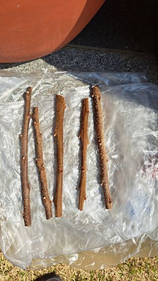 주윤발이님의 감 · 영농일지 작성글 사진