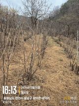 매실21434님의 작성글 사진