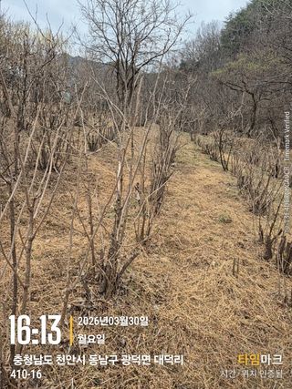 매실21434님의 기타작물 · 영농일지 작성글 사진