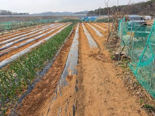 조선된장님의 감자 · 영농일지 작성글 사진