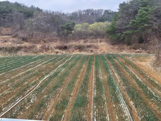 젠틀맨님의 기타작물 · 영농일지 작성글 사진