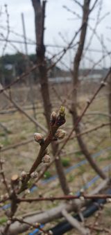 팜모닝 기타작물·영농일지 게시글 이미지