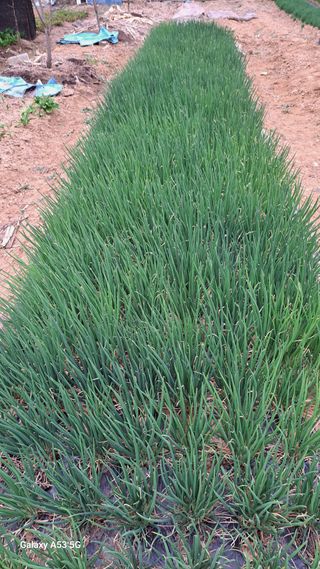 나도농부님의 작성글 사진