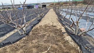 늘푸른 농장주님의 기타작물 · 영농일지 작성글 사진